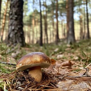 Cèpe des Landes