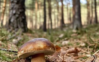 Cèpe des Landes