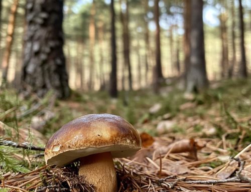 Canard et champignons : l’accord parfait de l’automne